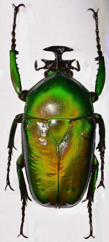 Dicronorhina johnstoni